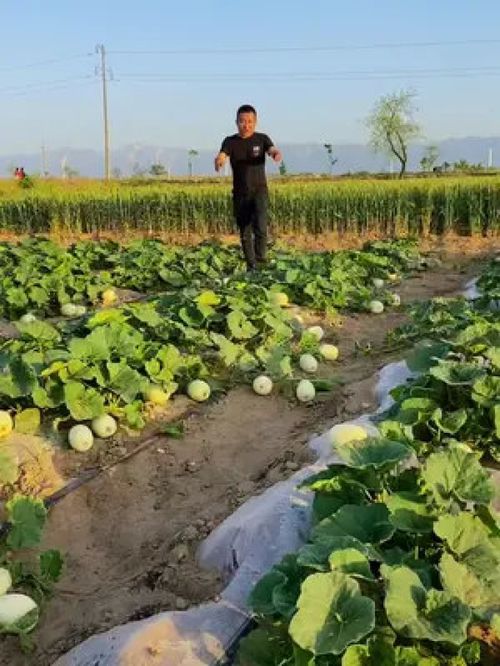 優質農產品的代表 甜瓜