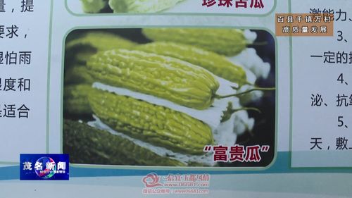 信宜貴子鎮(zhèn) 公司+農(nóng)戶+合作社，特色苦瓜產(chǎn)業(yè)助力鄉(xiāng)村振興