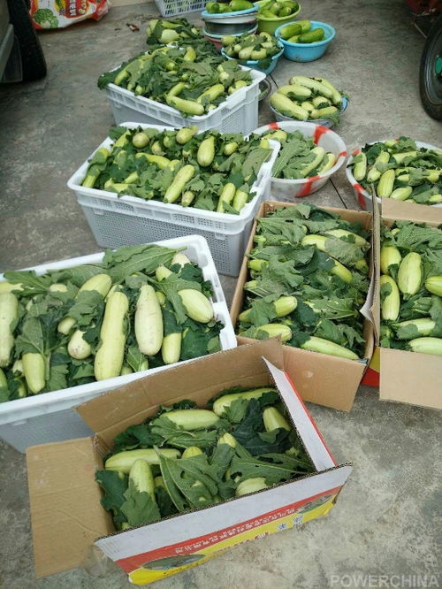 洪雅農(nóng)旅康養(yǎng)項(xiàng)目喜迎首季大豐收，生態(tài)農(nóng)園產(chǎn)業(yè)園奏響鄉(xiāng)村振興新樂章